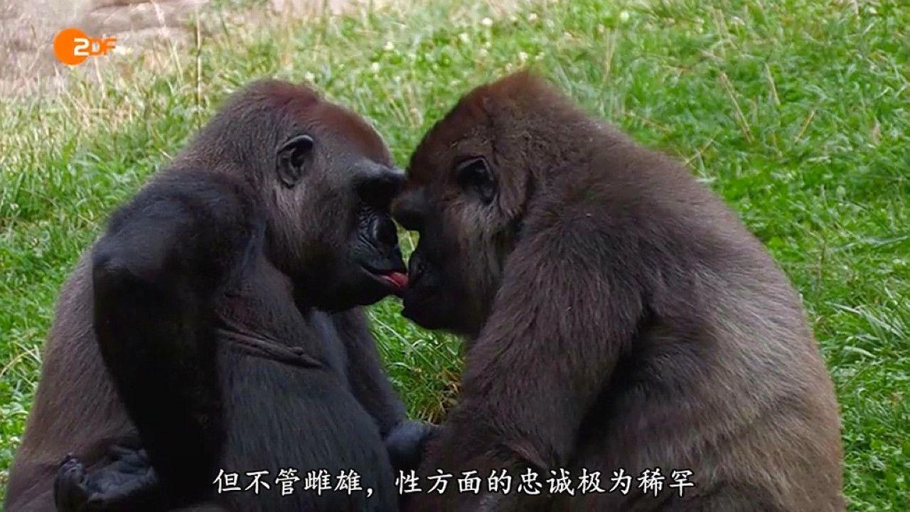 [12.06][德国][纪录][情欲与谎言：德国人与性][MP4/895MB][德语中字][已测]